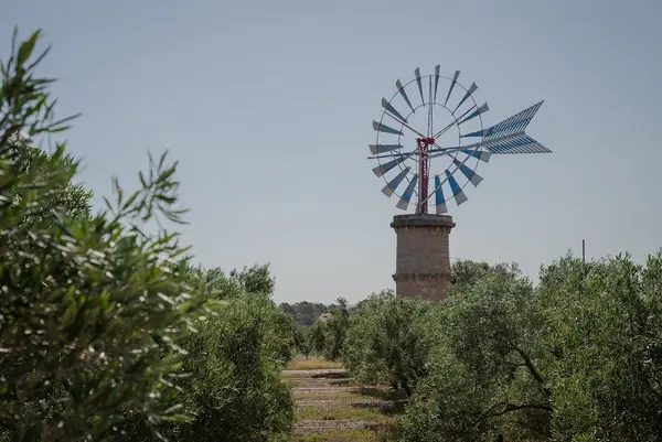 Finca Sa Cadernera, Oli d'Oliva Verge Extra, Olivenöl Mallorca Sa Cadernera
