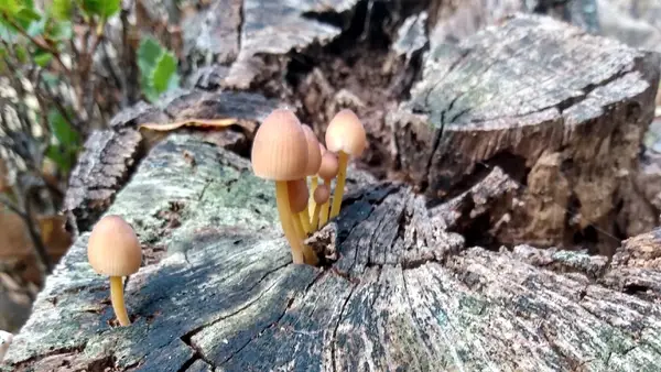 Funghi Farm Mallorca Funghi Farm Mallorca